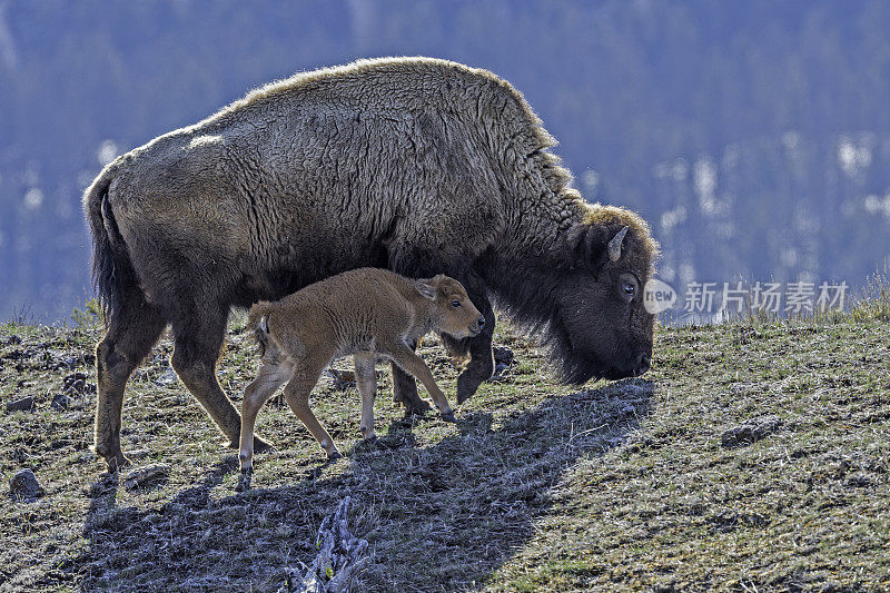 美国野牛或简称野牛(bison bison)，也通常被称为美国水牛或简称水牛，黄石国家公园，怀俄明州。母鲸和幼鲸。